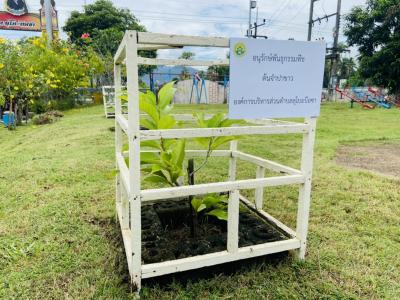 ทางองค์การบริหารส่วนตำบลลุโบะบือซา ได้อนุรักษ์พันธ์พืชประจำตำบล