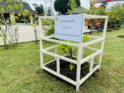 ทางองค์การบริหารส่วนตำบลลุโบะบือซา ได้อนุรักษ์พันธ์พืชประจำตำบล